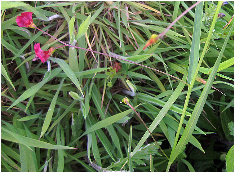 Grass Vetchling, Lathyrus nissolia