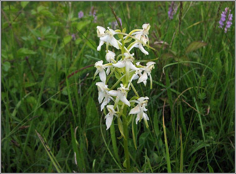 Greater Butterfly-orchid, Platanthera chlorantha