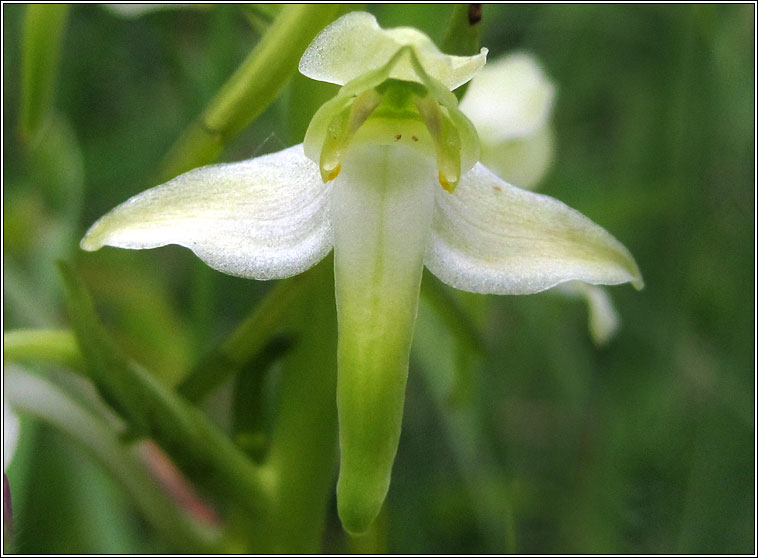 Greater Butterfly-orchid, Platanthera chlorantha
