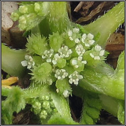 Knotted Hedge-parsley, Torilis nodosa
