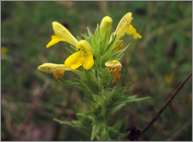 Yellow Bartsia, Parentucellia viscosa