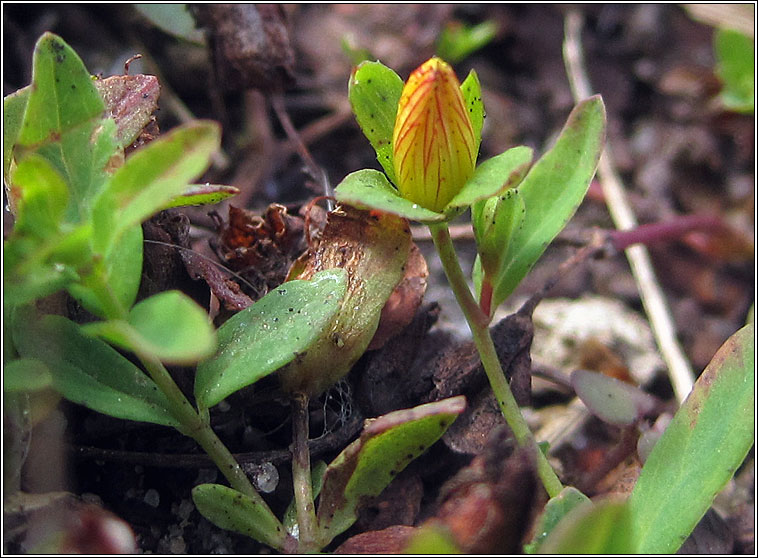 Trailing St John's-wort, Hypericum humifusum