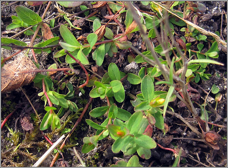 Trailing St John's-wort, Hypericum humifusum