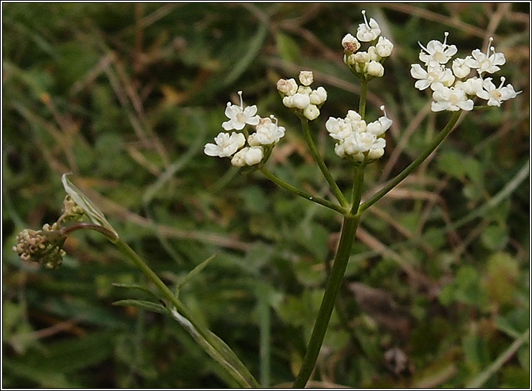Burnet-saxifrage, Pimpinella saxifraga