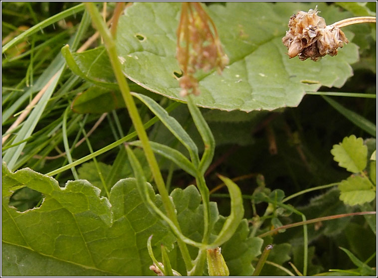 Burnet-saxifrage, Pimpinella saxifraga