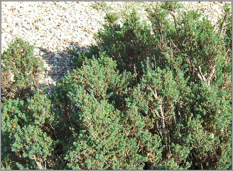 Shrubby Sea-blite, Suaeda vera