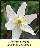 Anemone, wood, Anemone nemorosa