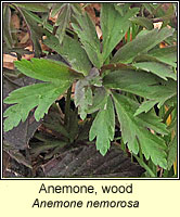 Anemone, wood, Anemone nemorosa