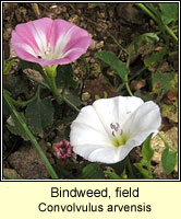 Bindweed, field, Convolvulus arvensis