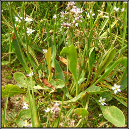Common Sea-lavender, Limonium vulgare