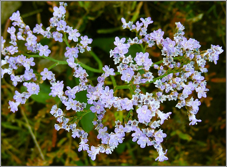Common Sea-lavender, Limonium vulgare