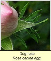 rose, Dog-rose, Rosa canina agg