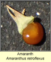 Amaranth, Amaranthus retroflexus