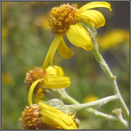 Silver Ragwort x Common Ragwort, Senecio cineraria x S. jacobaea (S. x albescens)