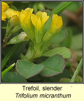 Trefoil, slender, Trifolium micranthum