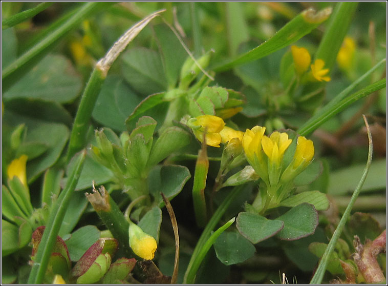 Slender Trefoil, Trifolium micranthum