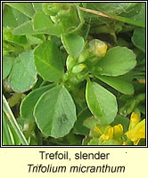 Trefoil, slender, Trifolium micranthum