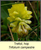 Trefoil, hop, Trifolium campestre