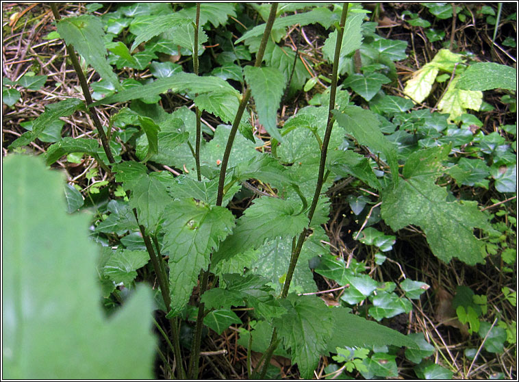 Nettle-leaved Bellflower, Campanula trachelium