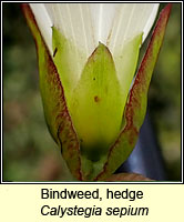 Bindweed, hedge, Calystegia sepium