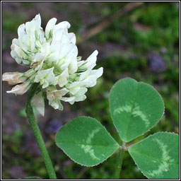 White Clover, Trifolium repens