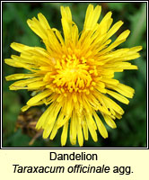 Dandelion, Taraxacum officinale agg