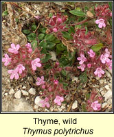 Thyme, Wild, Thymus polytrichus