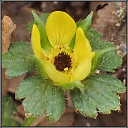 Yellow-flowered Strawberry, Duchesnea indica