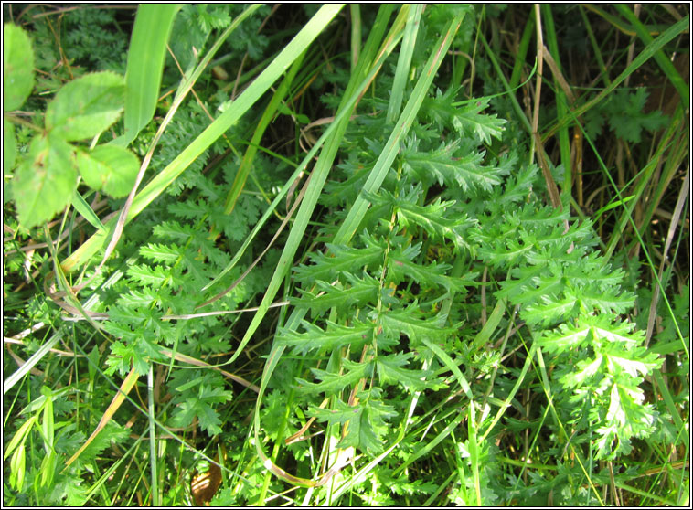 Dropwort, Filipendula vulgaris