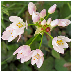 Rosy Garlic, Allium roseum