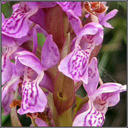 Early Marsh-orchid, Dactylorhiza incarnata