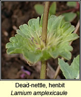 Dead-nettle, henbit, Lamium amplexicaule
