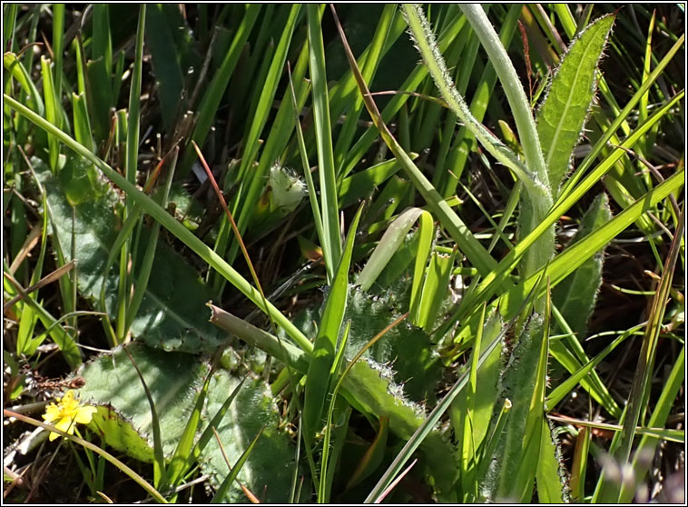 Meadow Thistle, Cirsium dissectum
