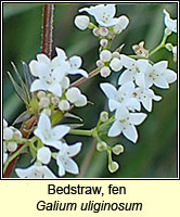 Bedstraw, fen, Galium uliginosum