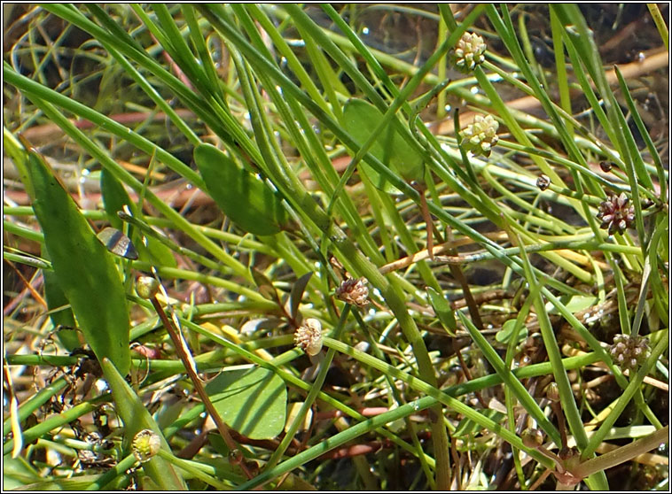 Lesser Water-plantain, Baldellia ranunculoides