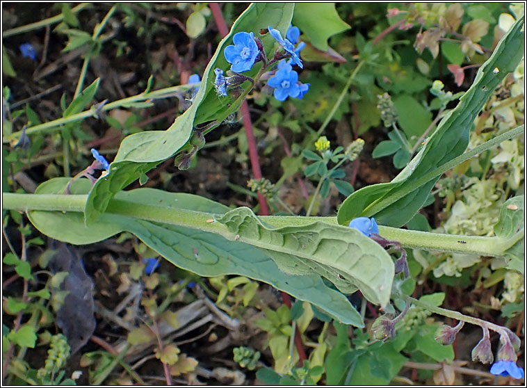 Chinese Forget-me-not, Cynoglossum amabile
