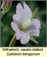 Willowherb, square-stalked, Epilobium tetragonum