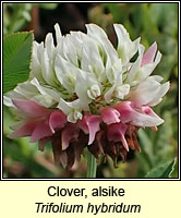 Clover, alsike, Trifolium hybridum