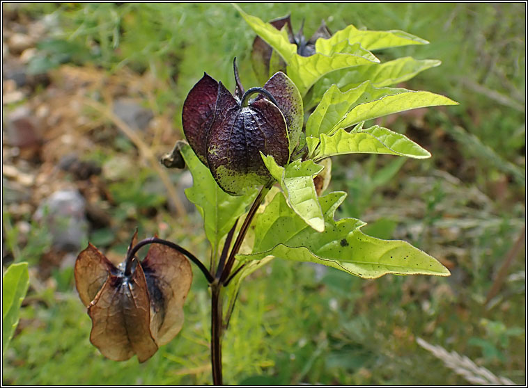 Apple of Peru / Shoo-fly, Nicandra physalodes