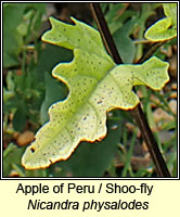 Apple of Peru / Shoo-fly, Nicandra physaloides