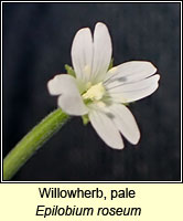 Willowherb, pale, Epilobium roseum