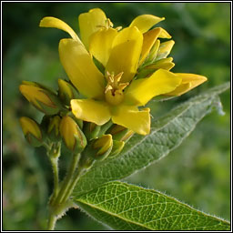Yellow Loosestrife, Lysimachia vulgaris