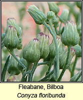 Fleabane, Bilboa, Conyza floribunda