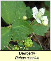 Dewberry, Rubus caesius