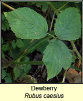 Dewberry, Rubus caesius