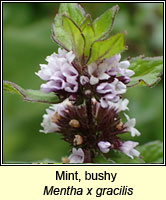 Mint, bushy, Mentha x gracilis