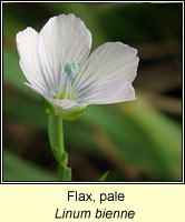 Flax, Pale, Linum bienne