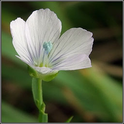 Pale Flax, Linum bienne