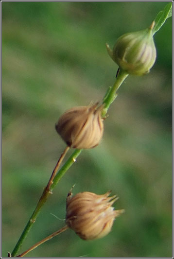 Pale Flax, Linum bienne