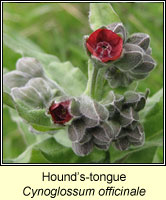 Hounds-tongue, Cynoglossum officinale